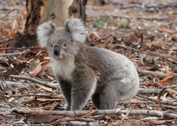 You Yangs Koala. Photograph: Ken Haines