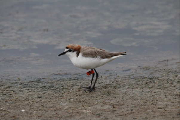 Flagged Red-capped Plover male. Photo by Daniel Lees. If you see any RCPs with engraved leg flags, please let us know: mike.weston@deakin.edu.au or for all other flagged species: flagging@awsg.org.au