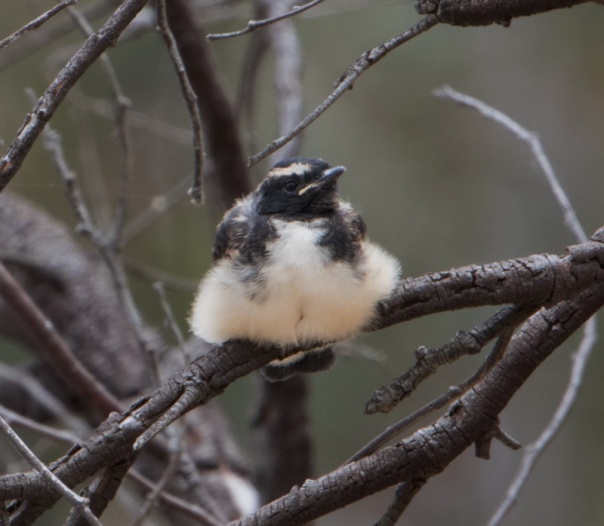 Willie Wagtail You Yangs 2015 12 05 Arthur Carew 064A4924