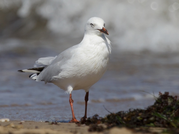 silver-gull-point-cook-2017-01-28-2946-800x600-m-serong