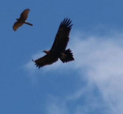 Wedge-tailed Eagle Brown Goshawk - Danika Sanderson