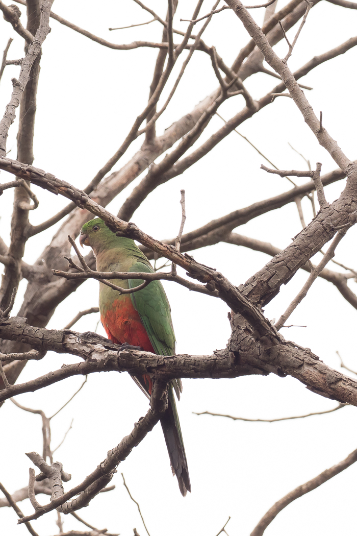 Australian King-Parrot female - Bevan Hood