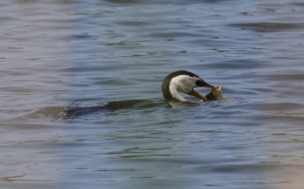 Little Pied Cormorant eating fish Newport Lakes 2018 01 27 800x500 M Serong