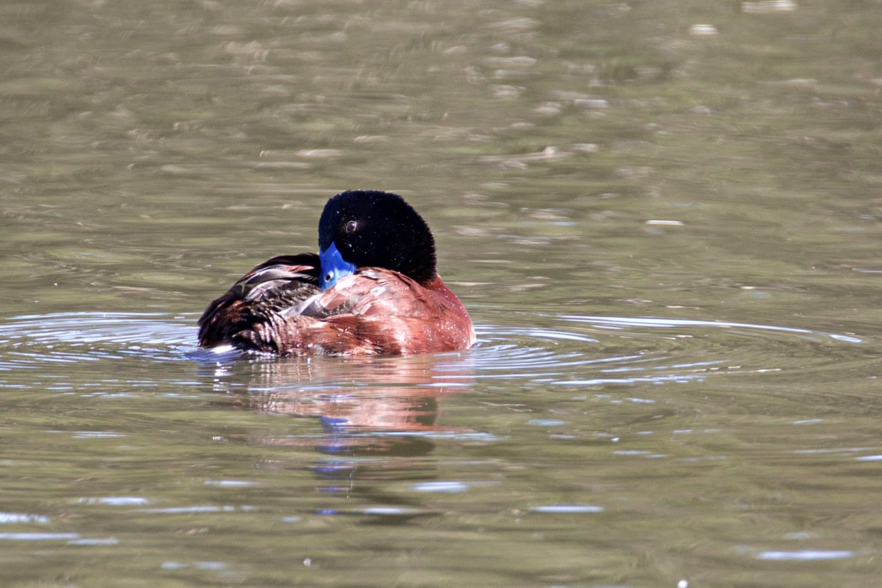 Blue-billed Duck (M), Jells Park