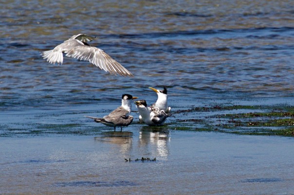 Crested Terns - 2 - Eleanor Dilley