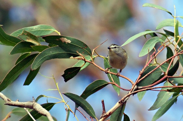 Spotted Pardalote - Eleanor Dilley