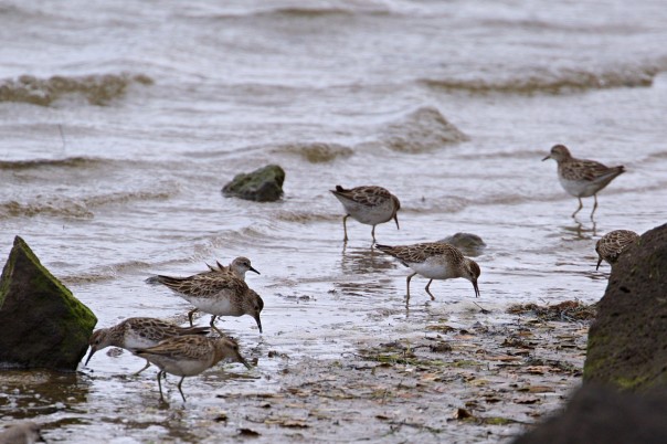 Sharp-tailed Sandpipers Red-necked Stint - Eleanor Dilley